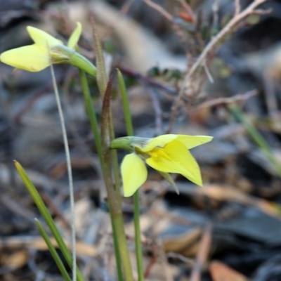 Diuris chryseopsis (Golden Moth) at Kambah, ACT - 23 Sep 2019 by PeterR