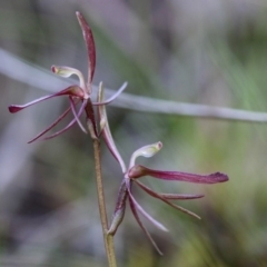 Cyrtostylis reniformis (Common Gnat Orchid) at ANBG South Annex - 28 Sep 2019 by PeterR