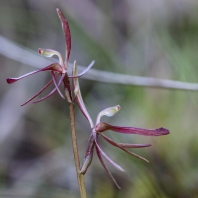 Cyrtostylis reniformis (Common Gnat Orchid) at  - suppressed by PeterR