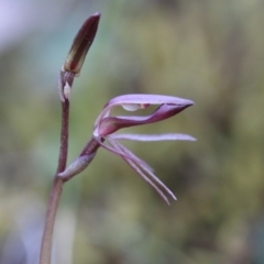 Cyrtostylis reniformis at suppressed - suppressed