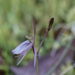 Cyrtostylis reniformis at suppressed - suppressed