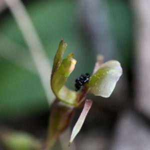 Chiloglottis trapeziformis at Acton, ACT - 29 Sep 2019