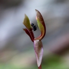 Chiloglottis trapeziformis at Acton, ACT - 29 Sep 2019