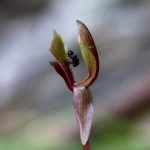 Chiloglottis trapeziformis at Acton, ACT - 29 Sep 2019