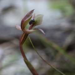 Chiloglottis trapeziformis at Acton, ACT - 29 Sep 2019