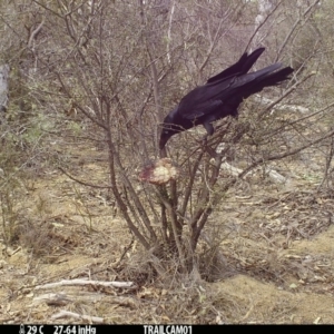 Corvus coronoides at Booth, ACT - 16 Sep 2019