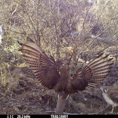 Falco berigora (Brown Falcon) at Booth, ACT - 17 Sep 2019 by DonFletcher