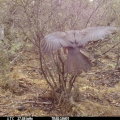 Tachyspiza fasciata (Brown Goshawk) at Booth, ACT - 17 Sep 2019 by DonFletcher