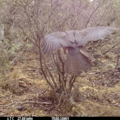 Accipiter fasciatus (Brown Goshawk) at Booth, ACT - 16 Sep 2019 by DonFletcher