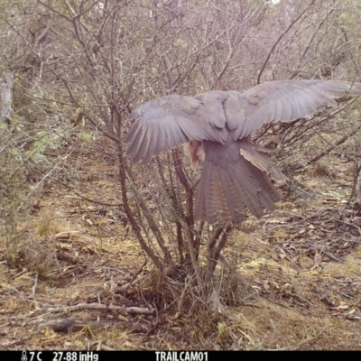 Accipiter fasciatus (Brown Goshawk) at Booth, ACT - 16 Sep 2019 by DonFletcher