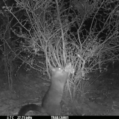 Trichosurus vulpecula (Common Brushtail Possum) at Booth, ACT - 1 Sep 2019 by DonFletcher