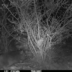 Vombatus ursinus (Common wombat, Bare-nosed Wombat) at Namadgi National Park - 26 Aug 2019 by DonFletcher