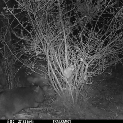 Vombatus ursinus (Common wombat, Bare-nosed Wombat) at Namadgi National Park - 26 Aug 2019 by DonFletcher