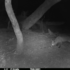 Vulpes vulpes (Red Fox) at Booth, ACT - 1 Sep 2019 by DonFletcher