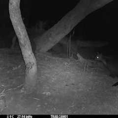 Wallabia bicolor (Swamp Wallaby) at Booth, ACT - 26 Aug 2019 by DonFletcher