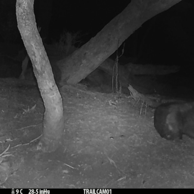 Vombatus ursinus (Common wombat, Bare-nosed Wombat) at Booth, ACT - 29 Aug 2019 by DonFletcher