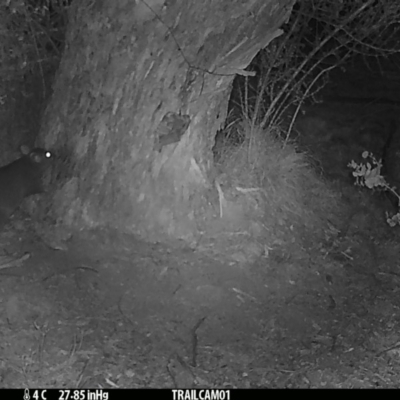 Trichosurus vulpecula (Common Brushtail Possum) at Booth, ACT - 28 Aug 2019 by DonFletcher