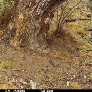 Macropus giganteus at Booth, ACT - 17 Sep 2019 08:15 AM