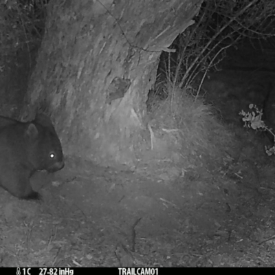 Vombatus ursinus (Bare-nosed Wombat) at Booth, ACT - 28 Aug 2019 by DonFletcher