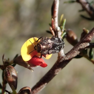 Diphucrania acuducta (Acuducta jewel beetle) at Dunlop, ACT - 1 Oct 2019 by CathB