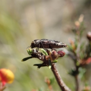 Diphucrania acuducta at Dunlop, ACT - 1 Oct 2019