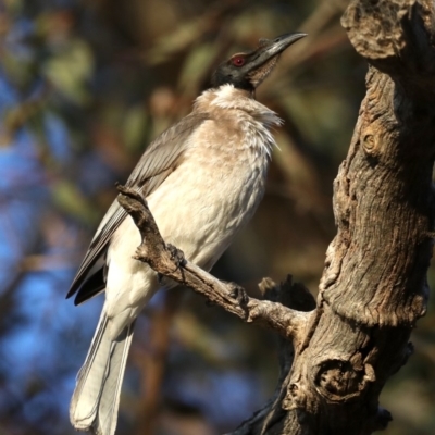 Philemon corniculatus (Noisy Friarbird) at Majura, ACT - 30 Sep 2019 by jb2602
