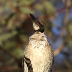 Philemon corniculatus at Majura, ACT - 30 Sep 2019 05:27 PM