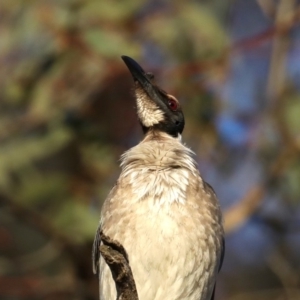 Philemon corniculatus at Majura, ACT - 30 Sep 2019 05:27 PM