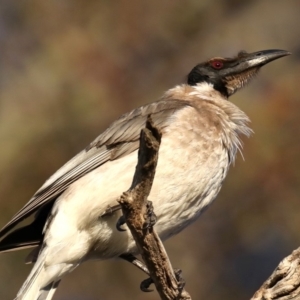 Philemon corniculatus at Majura, ACT - 30 Sep 2019