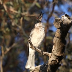 Philemon corniculatus at Majura, ACT - 30 Sep 2019 05:27 PM