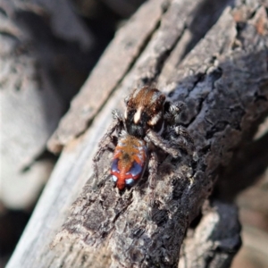 Maratus calcitrans at Aranda, ACT - 1 Oct 2019