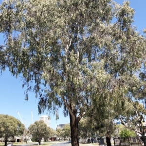 Eucalyptus elata at Curtin, ACT - 4 Oct 2019 11:00 AM