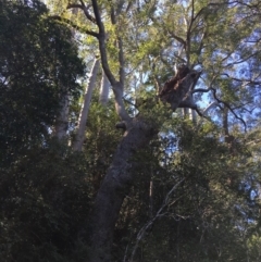 Native tree with hollow(s) (Native tree with hollow(s)) at Mogood, NSW - 1 Oct 2019 by nickhopkins