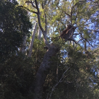 Native tree with hollow(s) (Native tree with hollow(s)) at Mogood, NSW - 1 Oct 2019 by nickhopkins