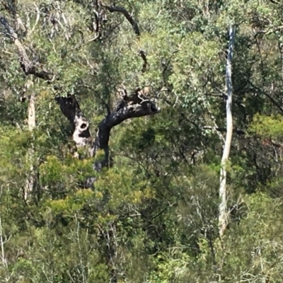 Native tree with hollow(s) (Native tree with hollow(s)) at Mogood, NSW - 1 Oct 2019 by nickhopkins