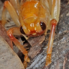 Gryllacrididae (family) at Kambah, ACT - 2 Oct 2019