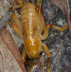 Gryllacrididae (family) at Kambah, ACT - 2 Oct 2019