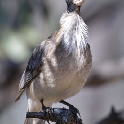 Philemon corniculatus (Noisy Friarbird) at Bullen Range - 1 Oct 2019 by Marthijn