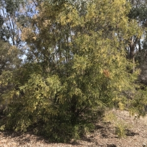 Acacia howittii at Palmerston, ACT - 2 Oct 2019 12:17 PM