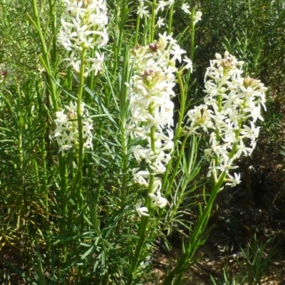 Stackhousia monogyna (Creamy Candles) at O'Connor, ACT - 2 Oct 2019 by RWPurdie