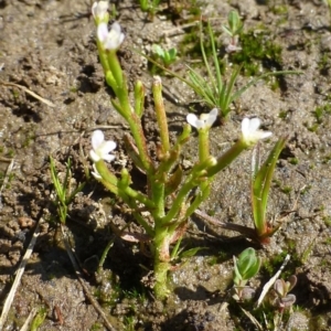 Stylidium despectum at Bruce, ACT - 2 Oct 2019