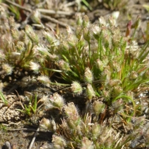 Centrolepis strigosa at Bruce, ACT - 2 Oct 2019 12:00 AM