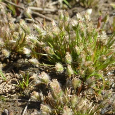 Centrolepis strigosa (Hairy Centrolepis) at Bruce, ACT - 1 Oct 2019 by RWPurdie