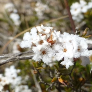 Leucopogon virgatus at Bruce, ACT - 2 Oct 2019