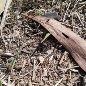 Habronestes sp. (genus) at Amaroo, ACT - 2 Oct 2019