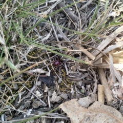Habronestes sp. (genus) at Amaroo, ACT - 2 Oct 2019 10:47 AM