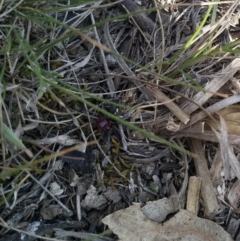 Habronestes sp. (genus) at Amaroo, ACT - 2 Oct 2019