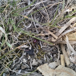 Habronestes sp. (genus) at Amaroo, ACT - 2 Oct 2019