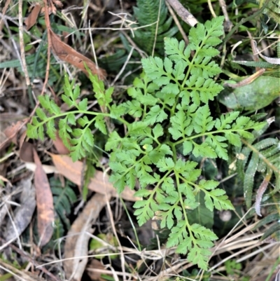 Sceptridium australe (Austral Moonwort) at Berry, NSW - 2 Oct 2016 by plants