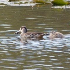 Malacorhynchus membranaceus (Pink-eared Duck) at Bega, NSW - 2 Oct 2019 by MatthewHiggins